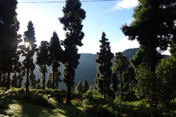 The Virgin forest of Rishyap